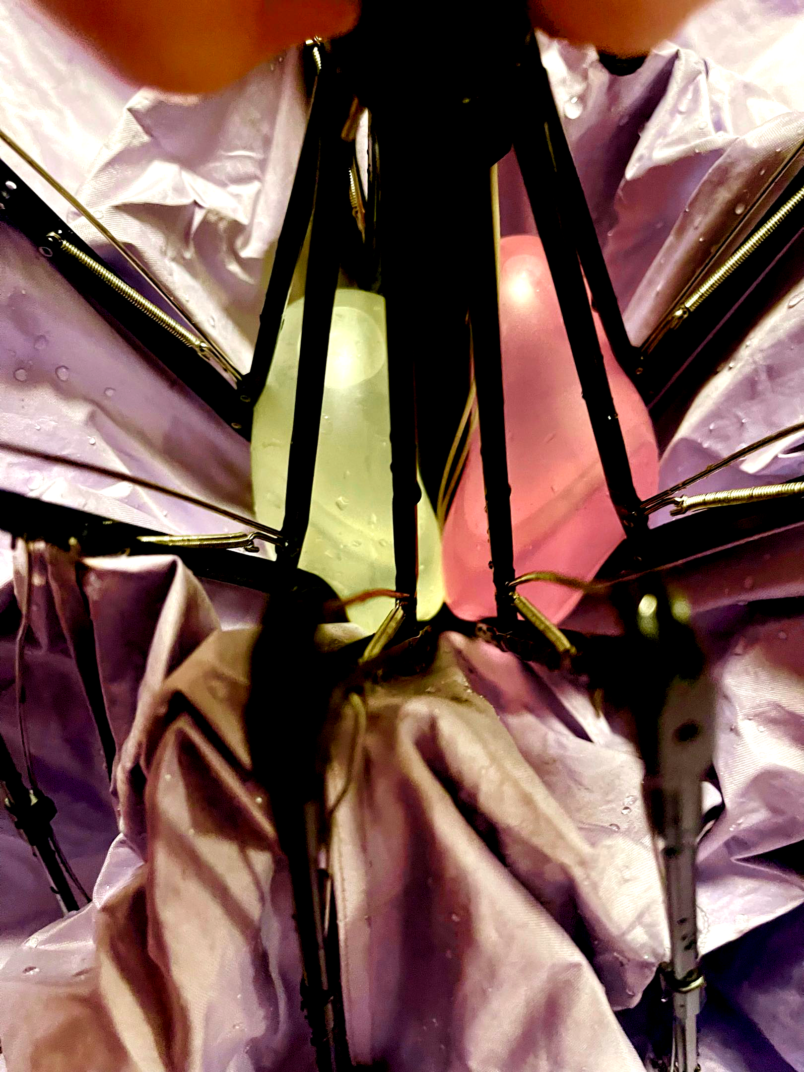 Thorax image 2