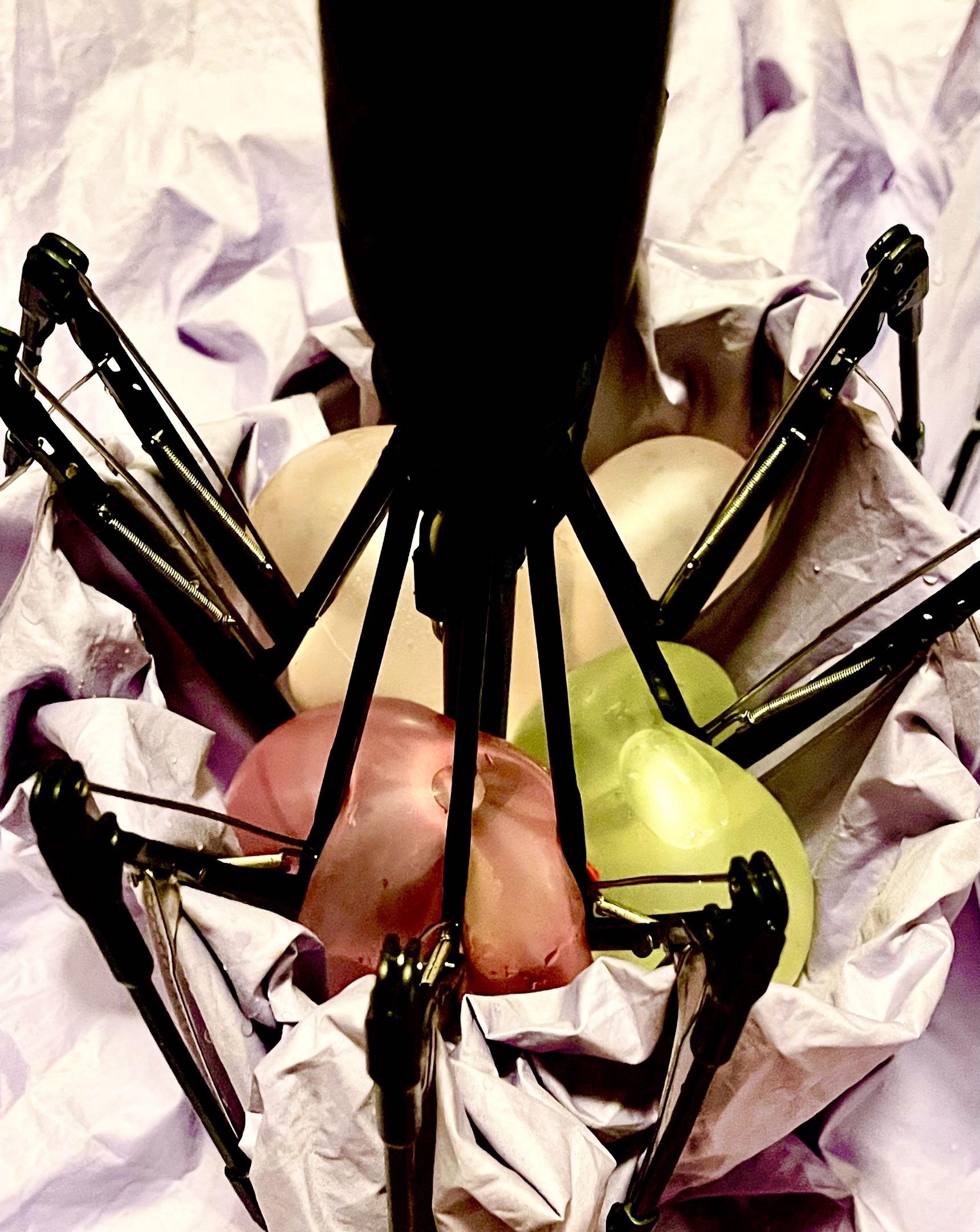 Thorax image 3